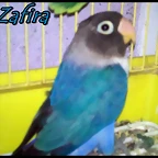 personata azul