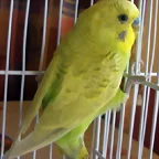 Rikky 2