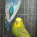 pareja australianos