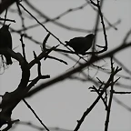 Zoo de Barcelona 15-02-11 401