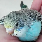 pollo2