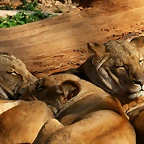 Zoo de Barcelona 23-01-11 777