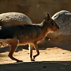 Zoo de Barcelona 23-01-11 779