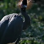 Zoo de Barcelona 23-01-11 715