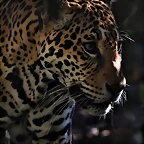 Zoo de Barcelona 23-01-11 701