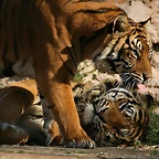 Zoo de Barcelona 23-01-11 743