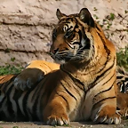 Zoo de Barcelona 23-01-11 753