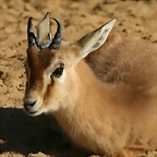 Zoo de Barcelona 23-01-11 714