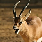 Zoo de Barcelona 23-01-11 712