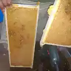 miel plastico