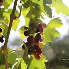 09, racimo de uvas2, marca