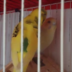 SAM_0477