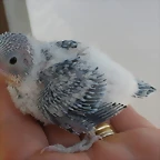 3 pollo 30-7-10