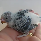 2 pollo 30-7-10