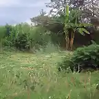 oastos de corte maralfalfa PRONAGRO