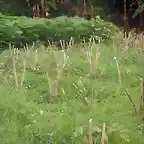 oastos de corte maralfalfa PRONAGRO