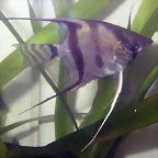 Pterophyllum altum 2 (13-2-12 Aquatec)