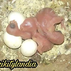FB_IMG_1504432013498