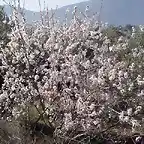 ALMENDRO EN FLOR