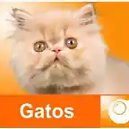 gatos web