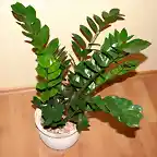 Zamioculcas