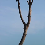 Sigean 26-12-11 203