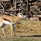 Sigean 26-12-11 057