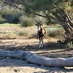 Sigean 26-12-11 254