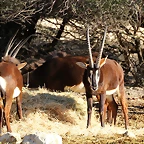 Sigean 26-12-11 132