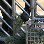 Zoo de Barcelona 23-01-11 167