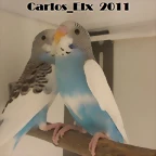 1  pollo  25-3-11