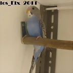 5 pollo  25-3-11