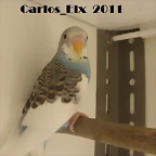 2 pollo 25-3-11