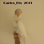 3 pollo  25-3-11