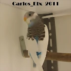 4 pollo 25-3-11