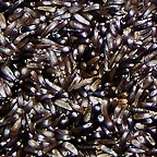 negrillo
