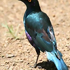 Johannesburg Kruger març 2009 738