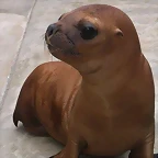 LoboMarino03