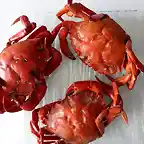 Cangrejos rojos cocidos