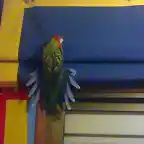 Mi rosella sin normbre xD