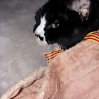 OSCA EN LAS ULTIMAS