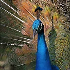 Zoo de Barcelona 17-03-11 585