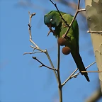 Zoo de Barcelona 09-02-11 129