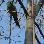 Zoo de Barcelona 09-02-11 104