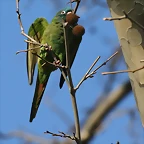 Zoo de Barcelona 09-02-11 137