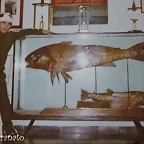 Corvina en Reta copia (Custom)