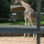 Zoo de Barcelona 17-03-11 130