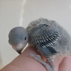 5 pollo 13-9-10