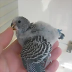 2 pollo 13-9-10