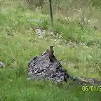 PAJARO CARPINTERO (FAUNA DEL LUGAR)